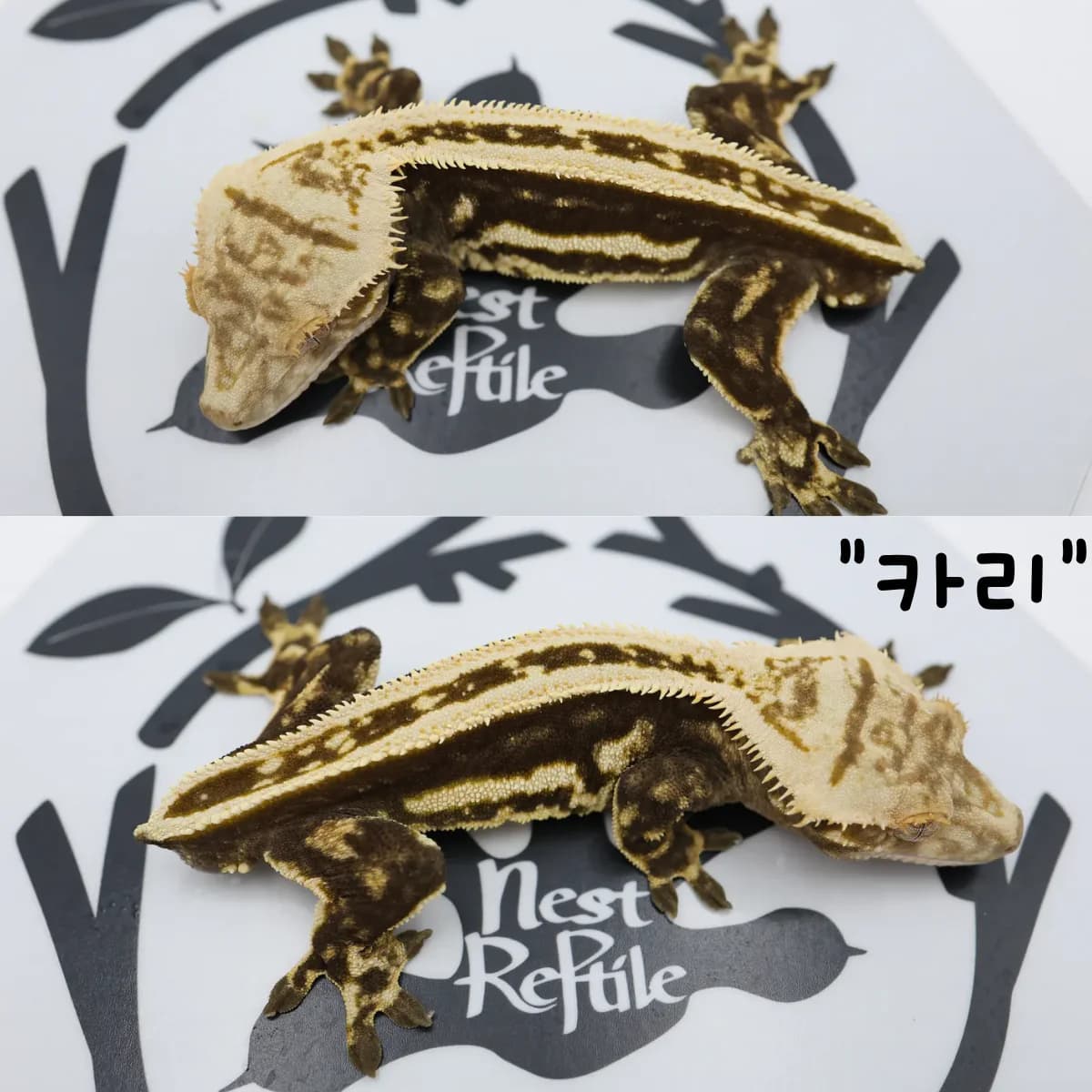 카리