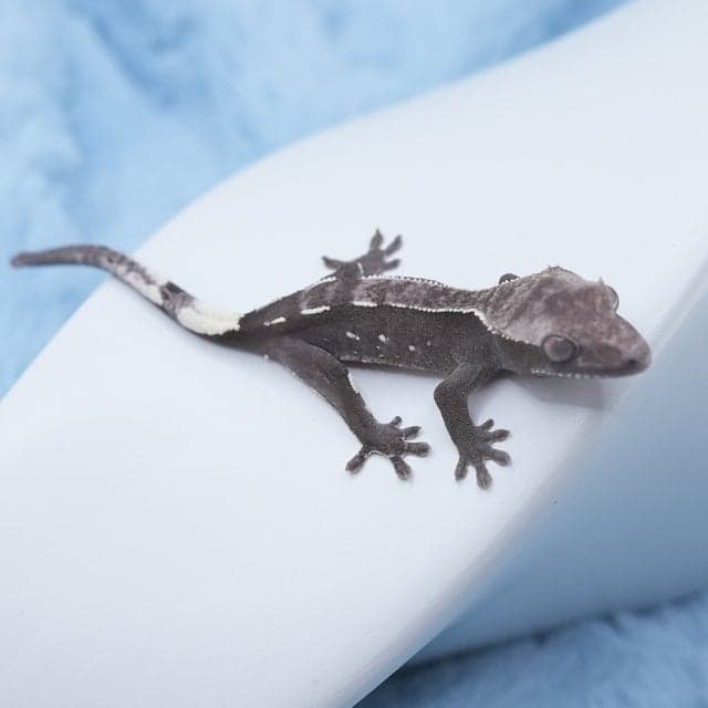 팬서x쇼트