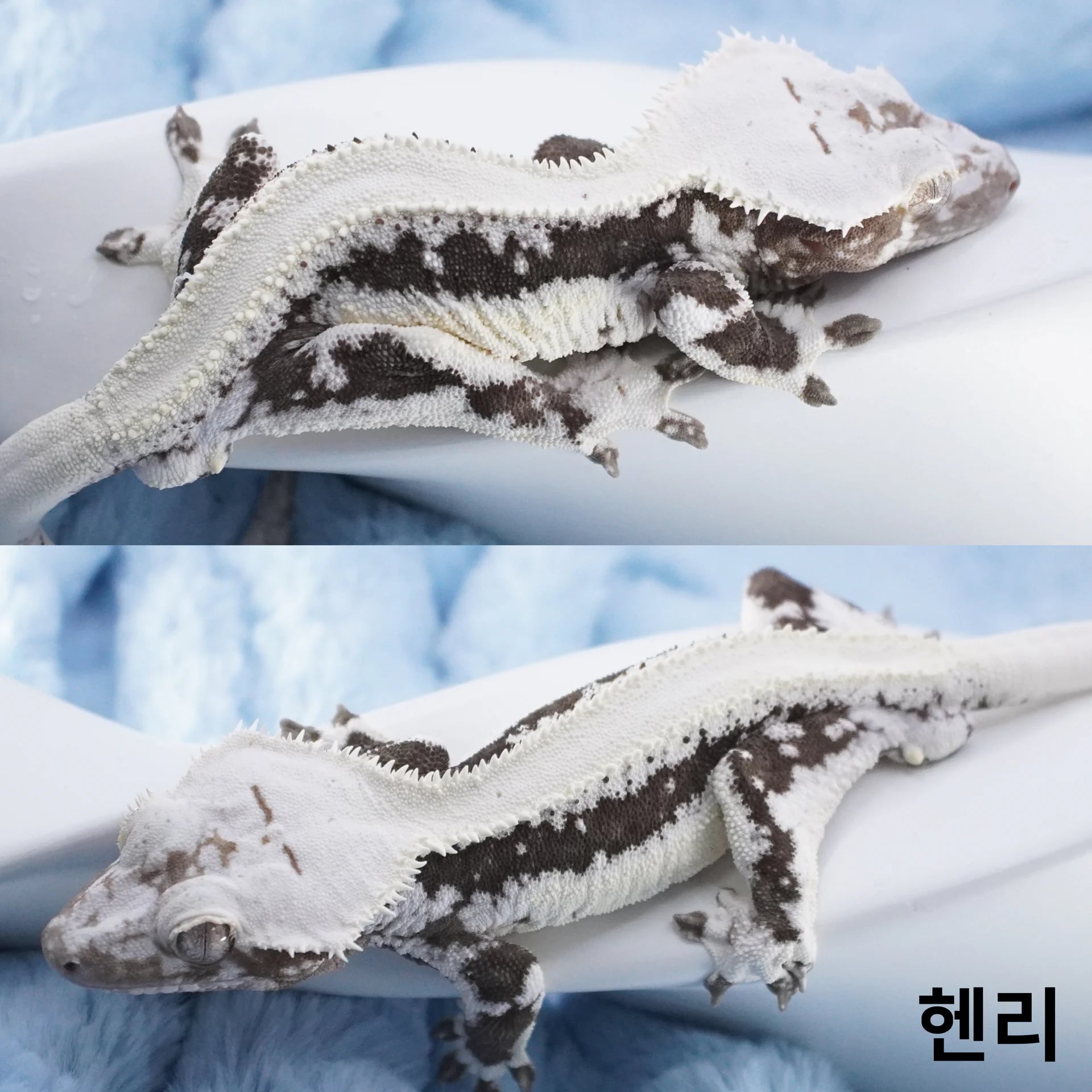 헨리