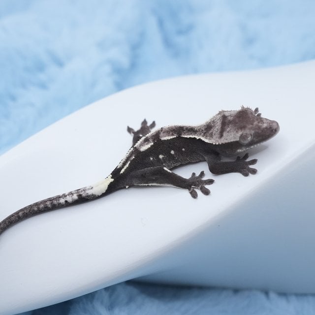 밀라x이징