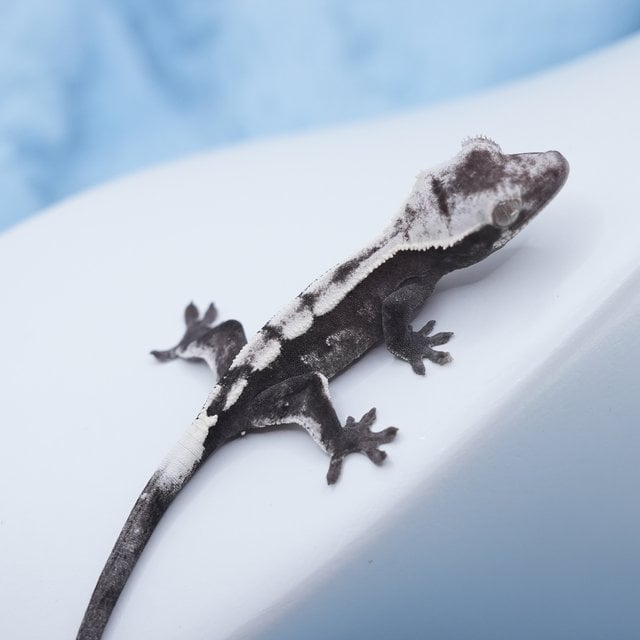밀라x이징