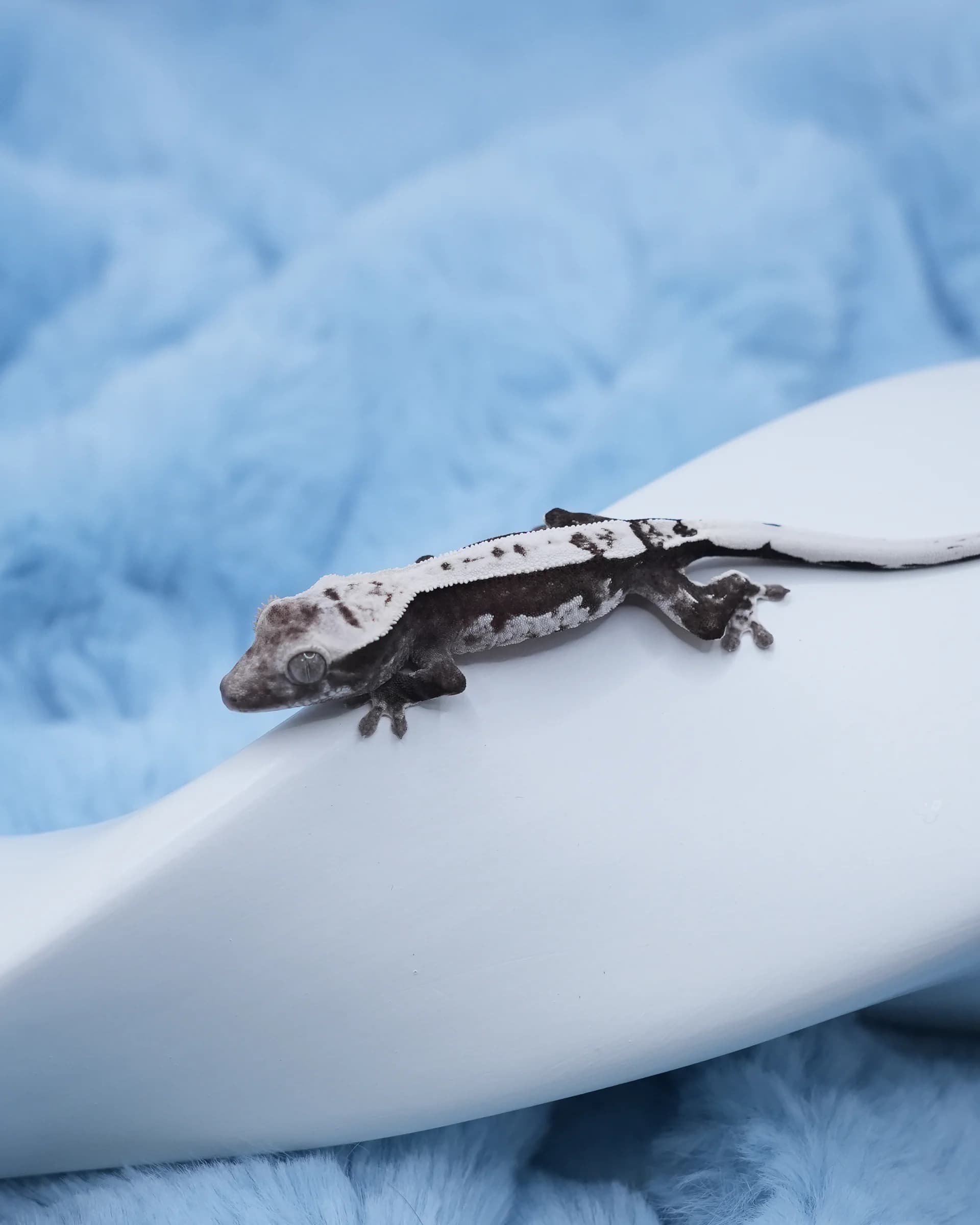 리오