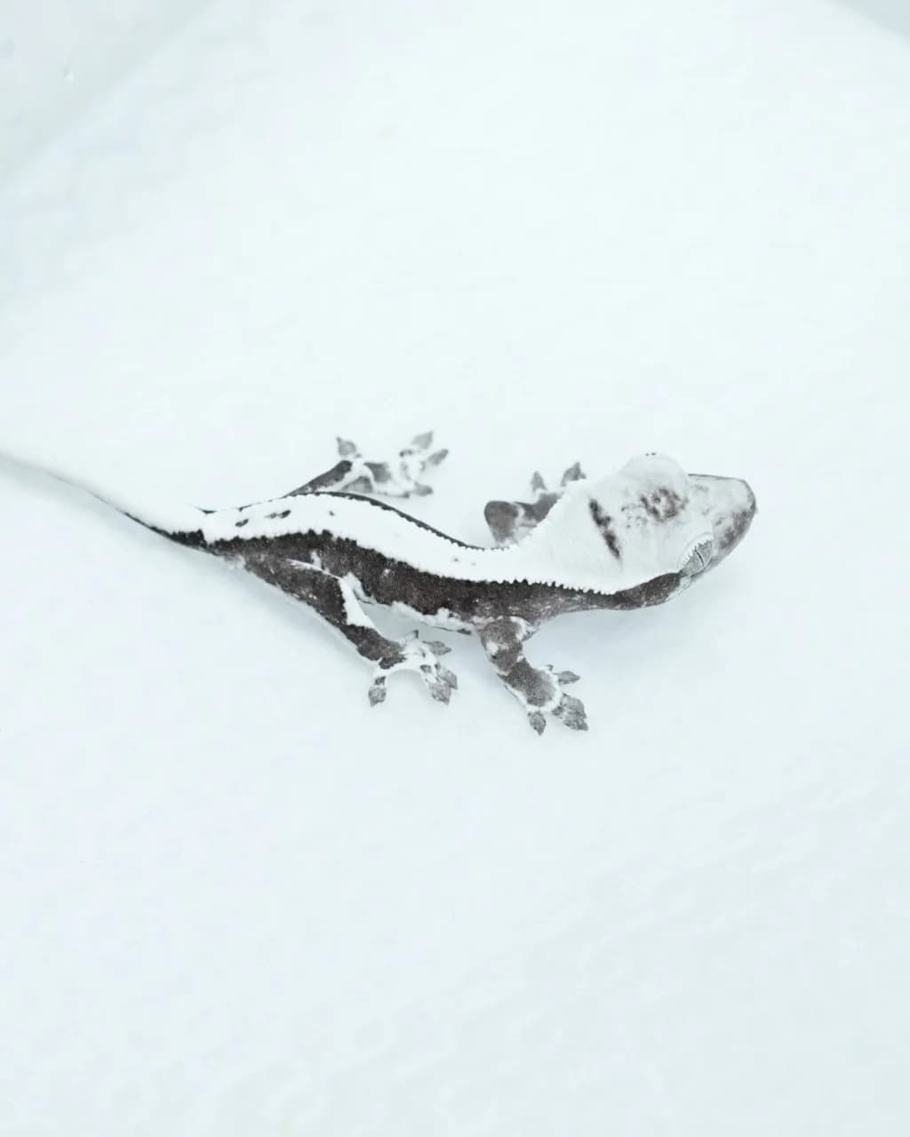 릴잔틱