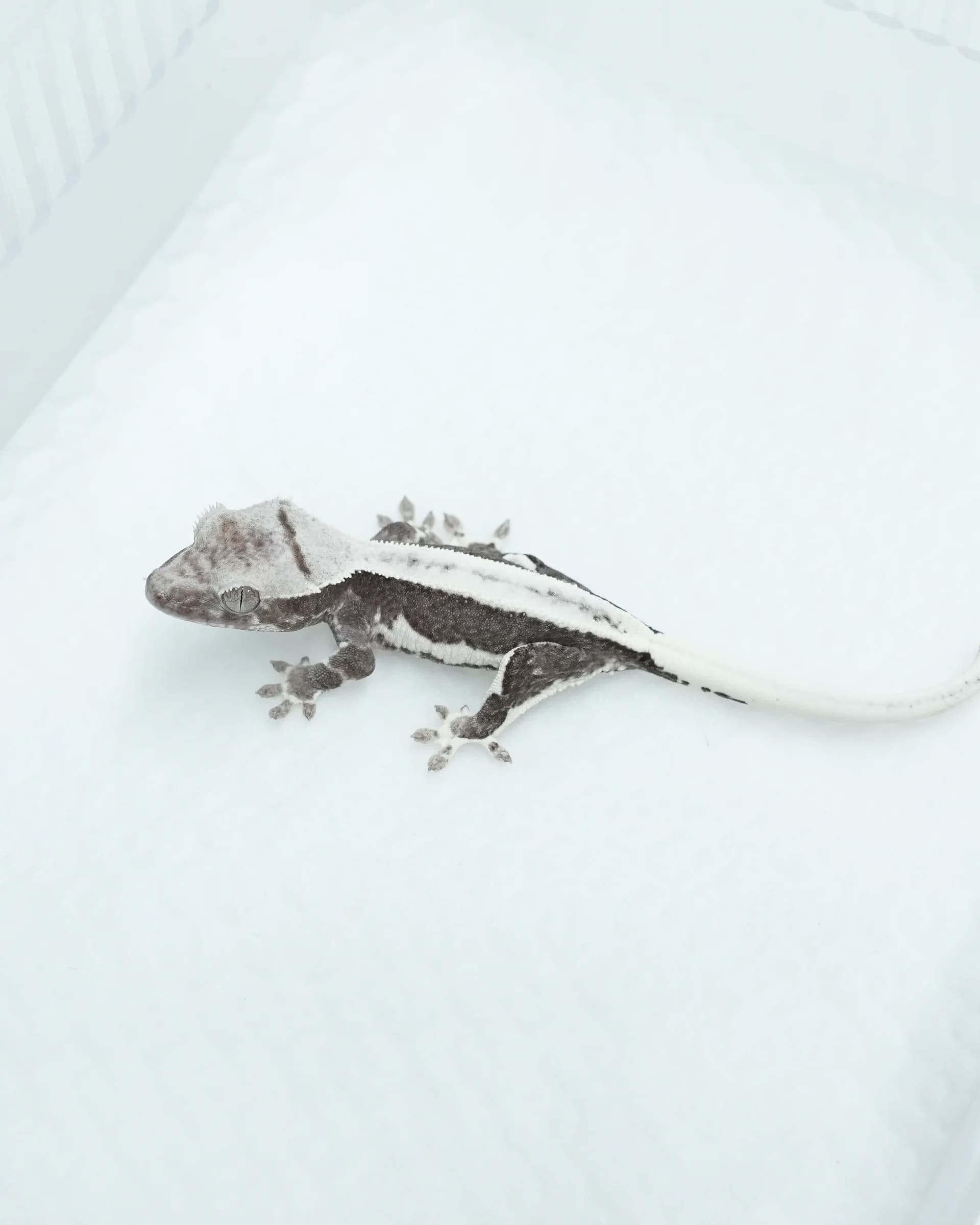 릴잔틱